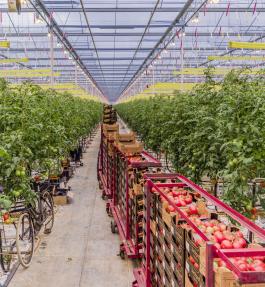 Greenhouse and tomatoes