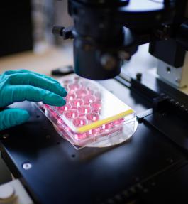 Research stem cells